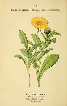 Image of field marigold