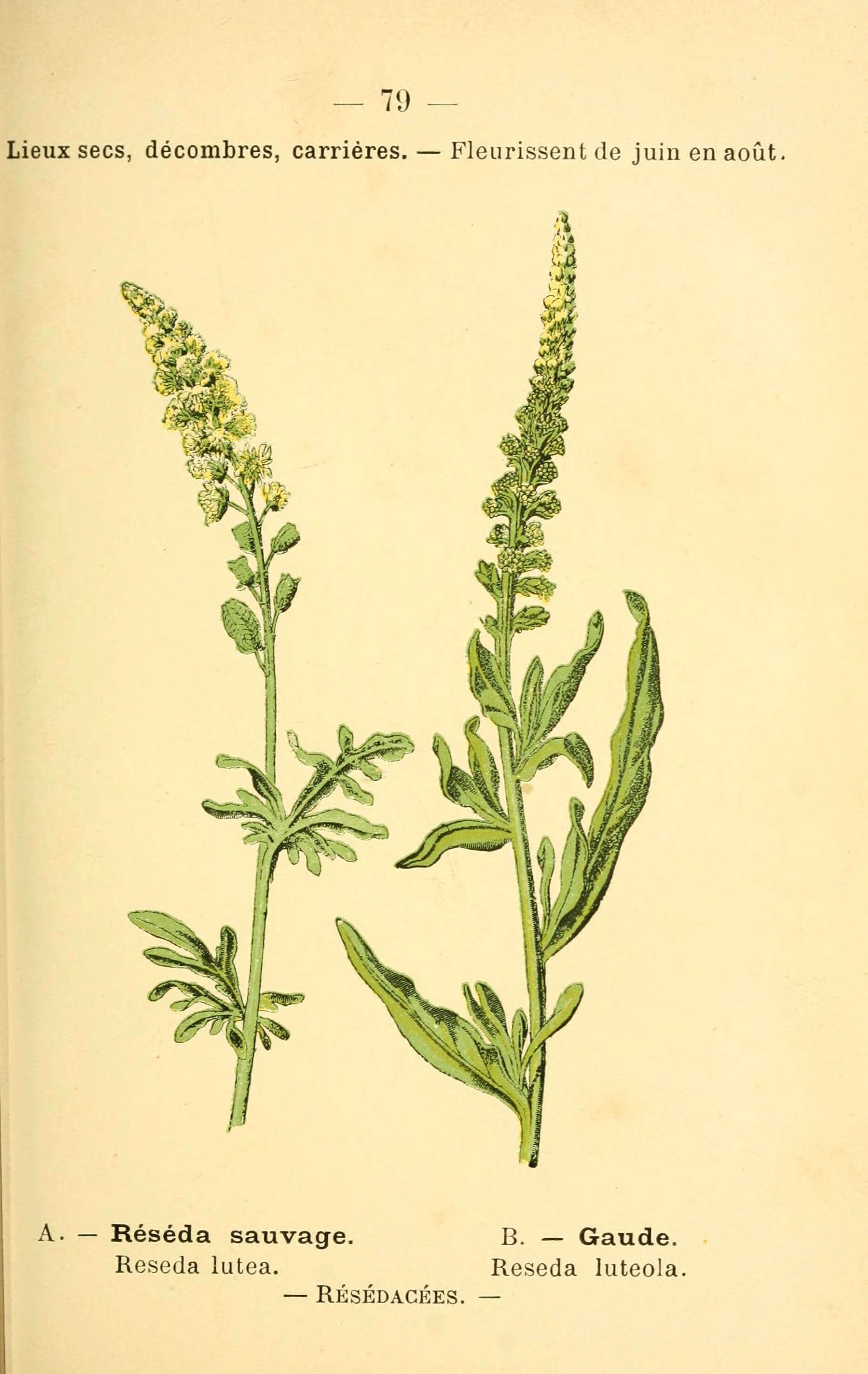 Слика од Reseda lutea L.