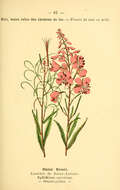 Image of Narrow-Leaf Fireweed