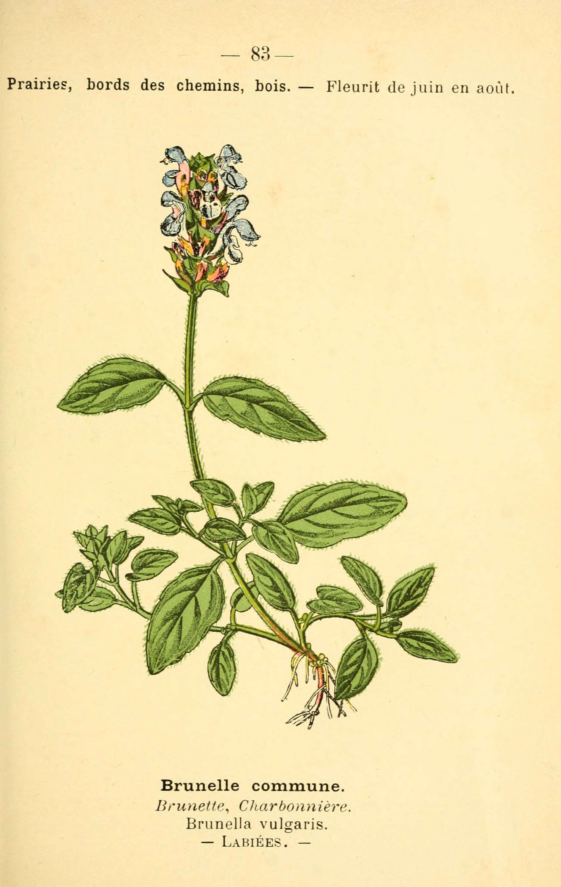 Image of common selfheal