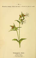 Image of red catchfly