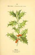Ilex aquifolium L. resmi