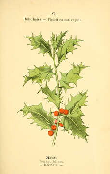 Ilex aquifolium L. resmi