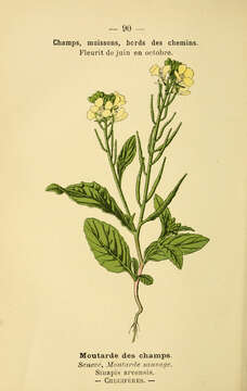 Image of charlock mustard