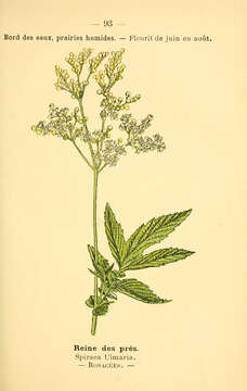 Plancia ëd Filipendula ulmaria (L.) Maxim.