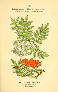 Image of rowan,  moutain ash