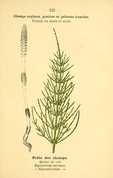 Image of field horsetail