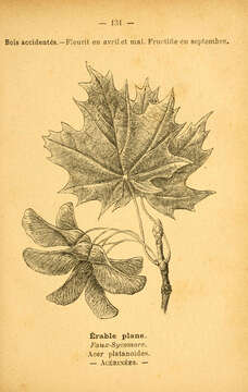 Image of Norway Maple