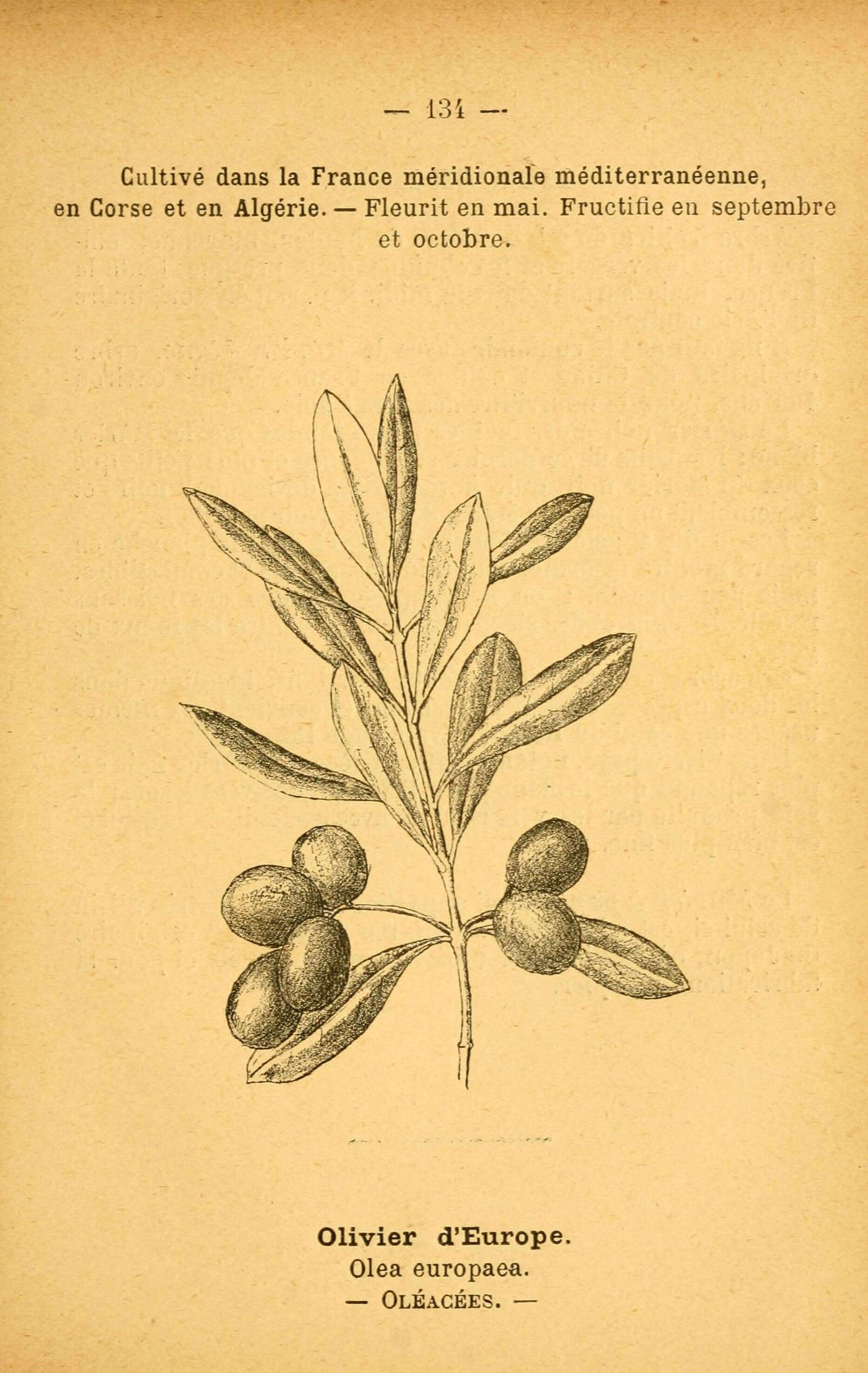 Image de olivier européen