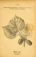 Image of black mulberry