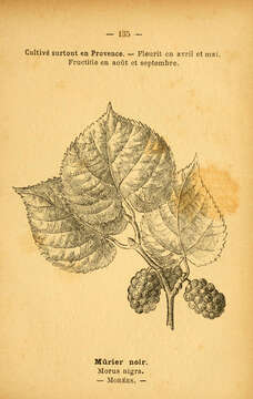 Image of black mulberry