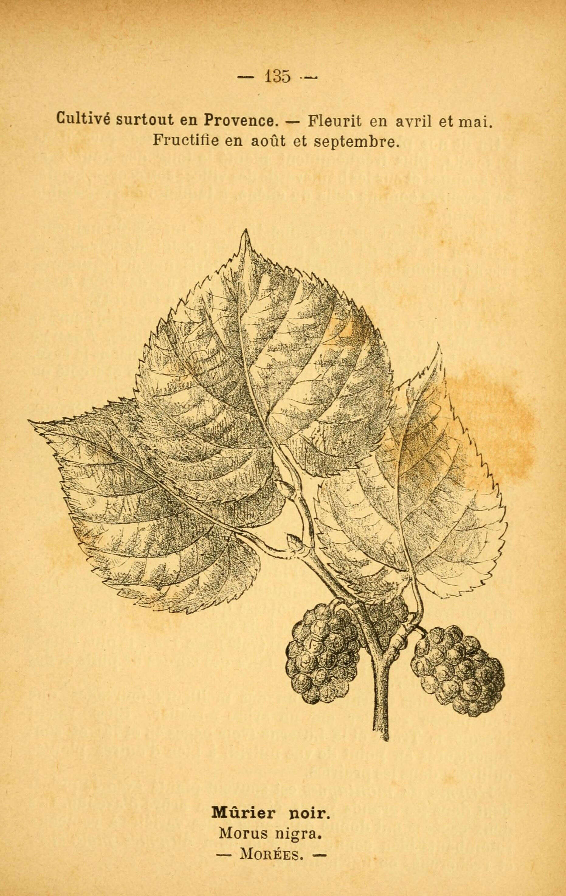 Image of black mulberry