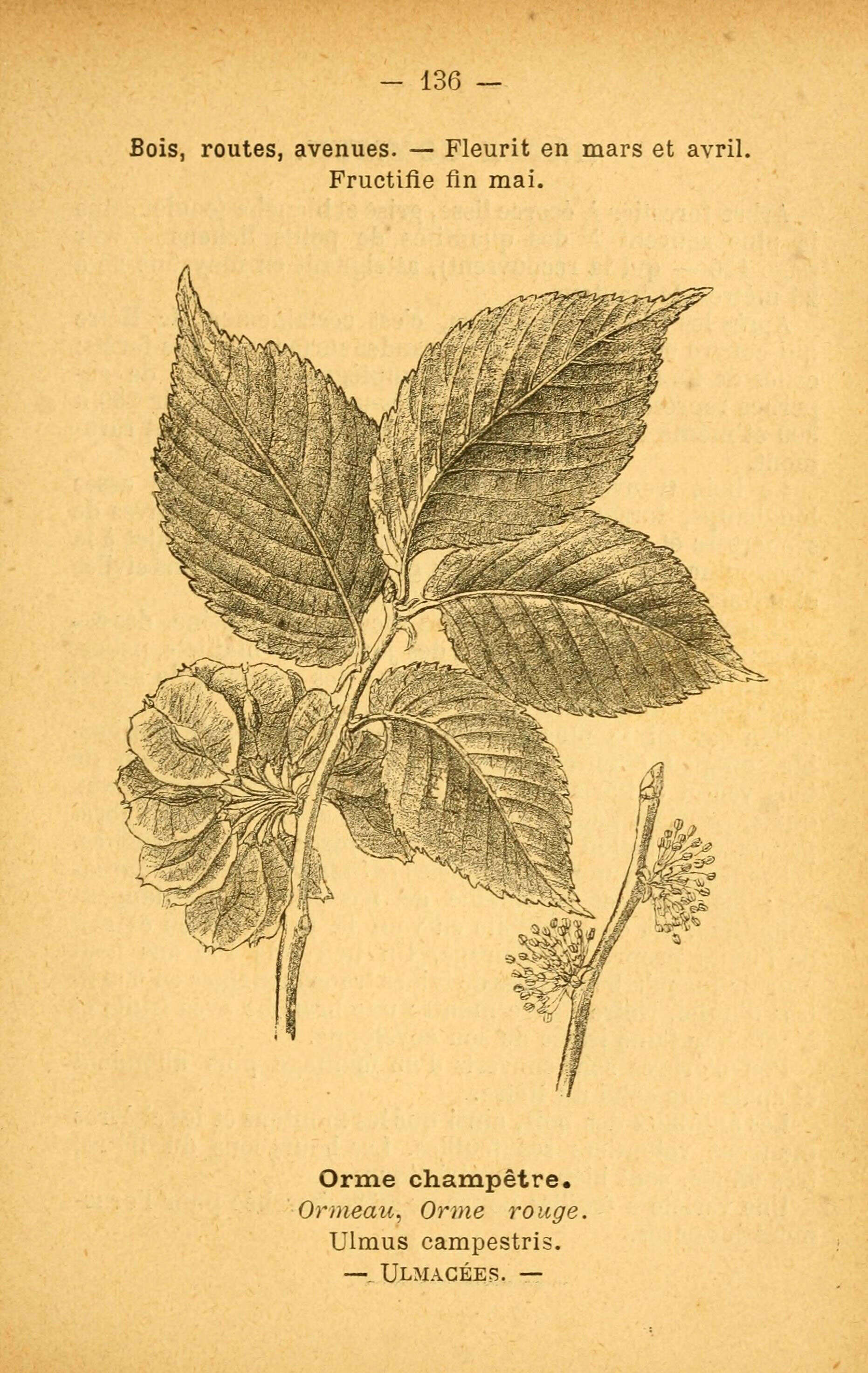 Image of Small-leaved Elm