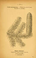 Image of Silver Fir