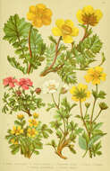 Image of Geum montanum L.