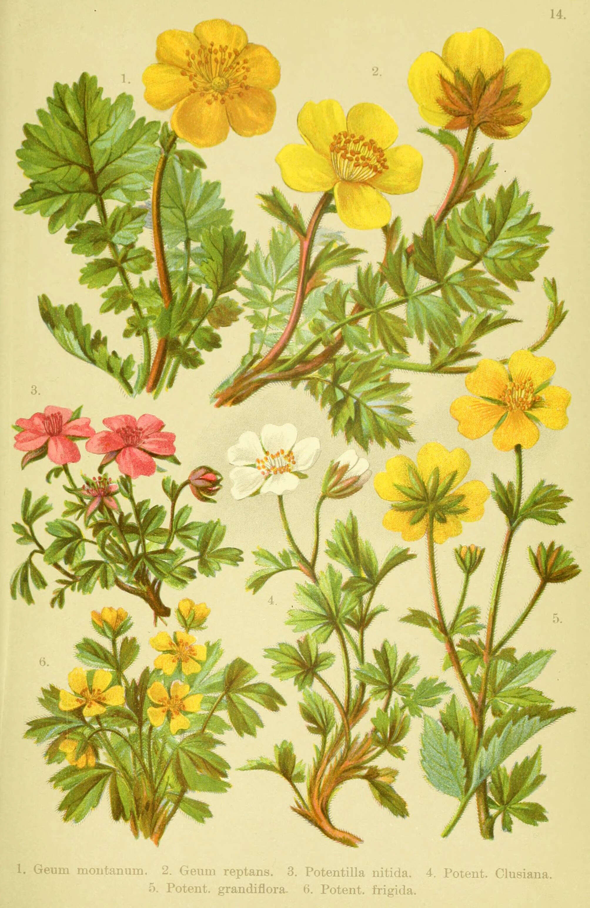 Image of Geum montanum L.