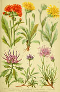 صورة Hieracium alpinum L.