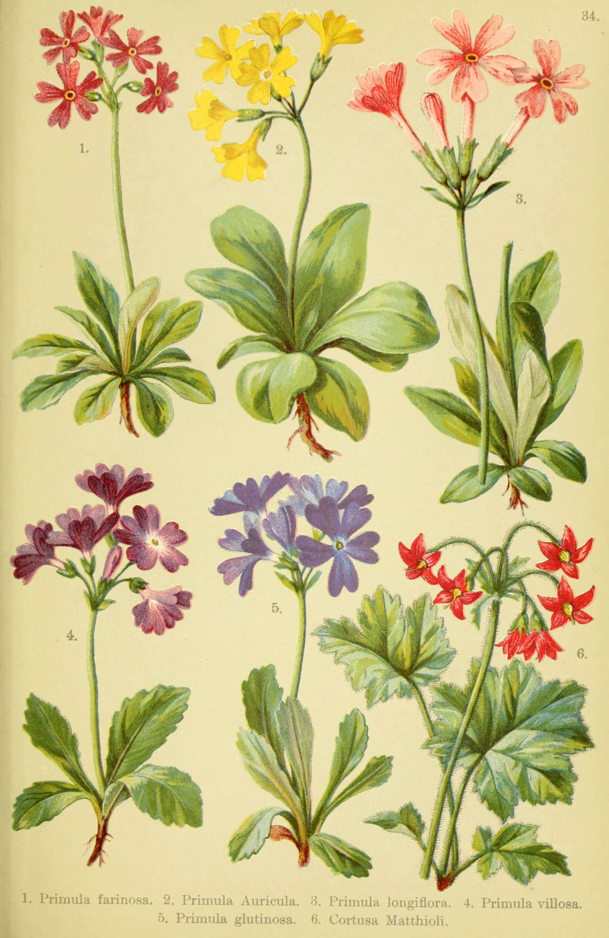 Image of Primula auricula L.