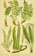 Image of common moonwort