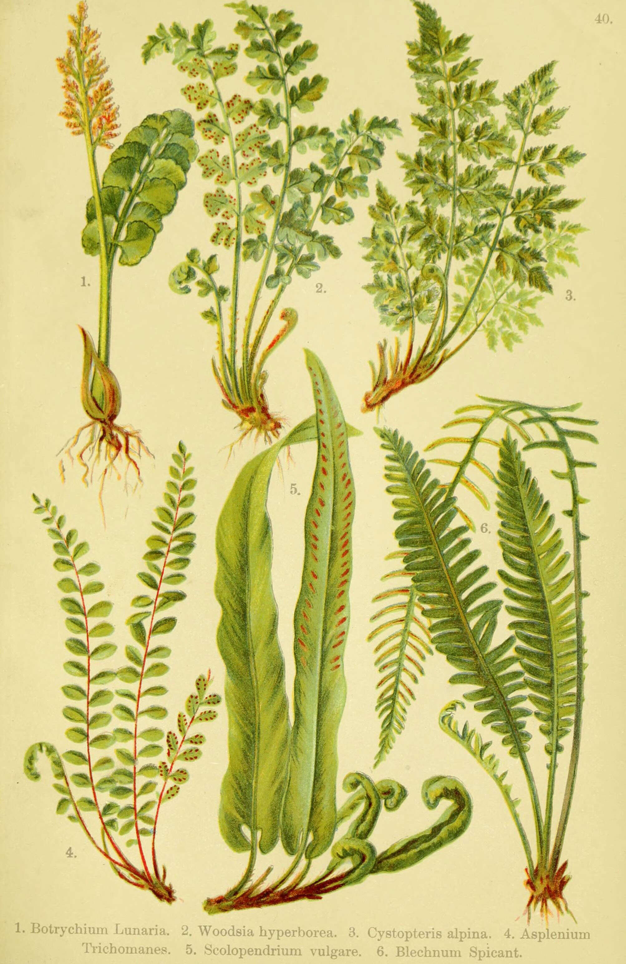 Image of common moonwort