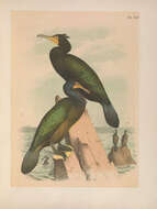 Image of Brandt's Cormorant