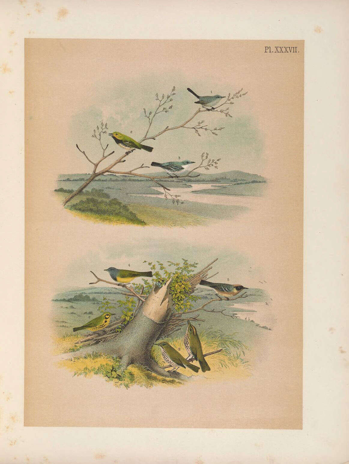 Image of gnatcatchers