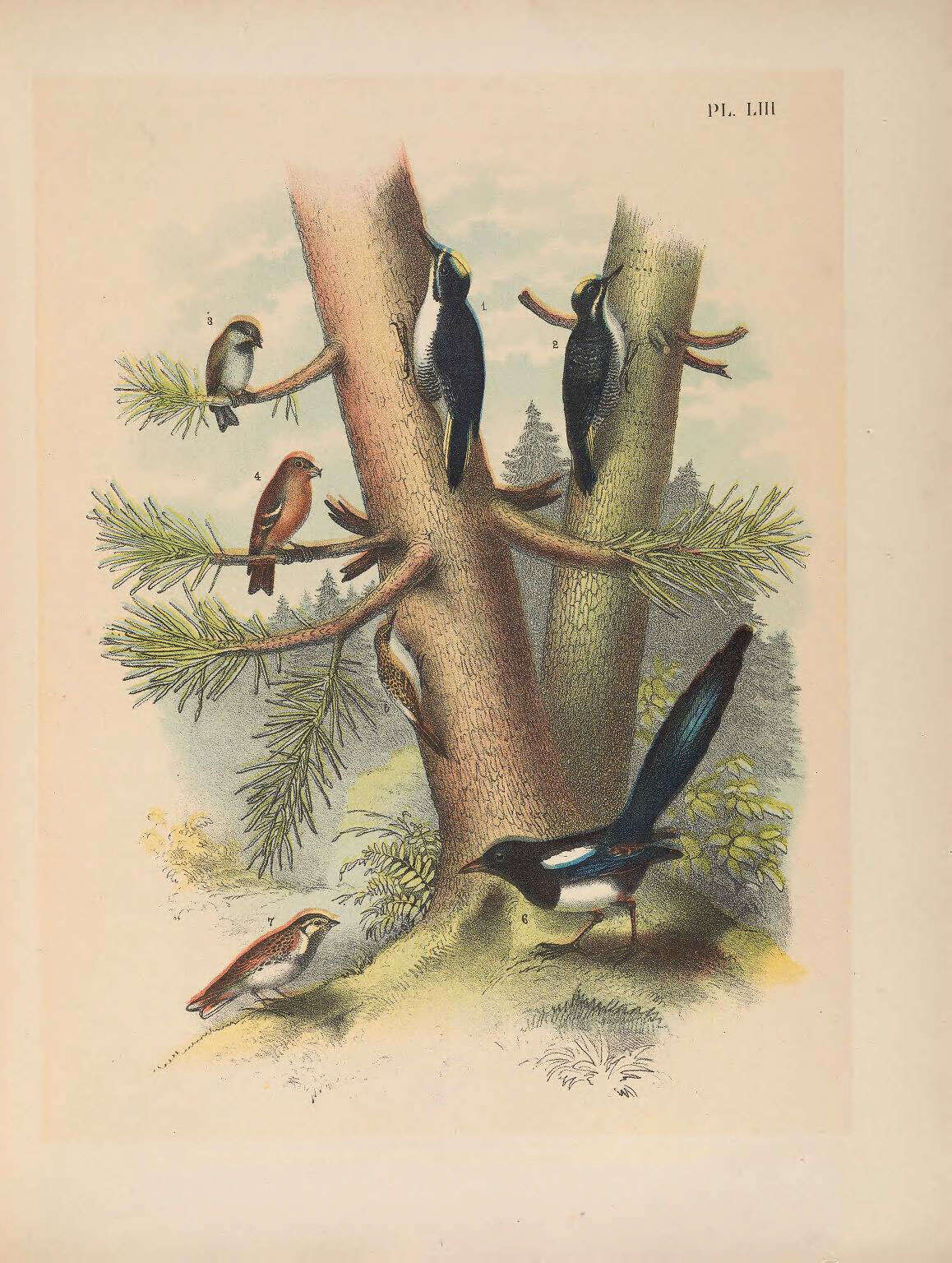 Image of Black-backed Woodpecker