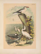 Image of Red-billed Tropicbird