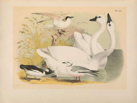 Image de Cygne siffleur