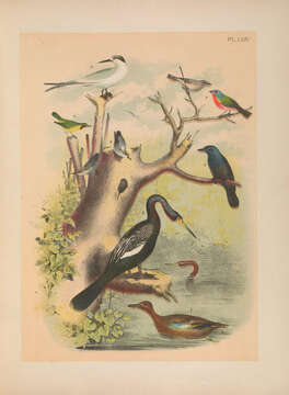 Image of Anhinga