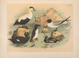 Image of Eider