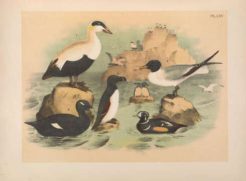 Image of Eider