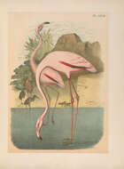 Imagem de Phoenicopterus ruber Linnaeus 1758