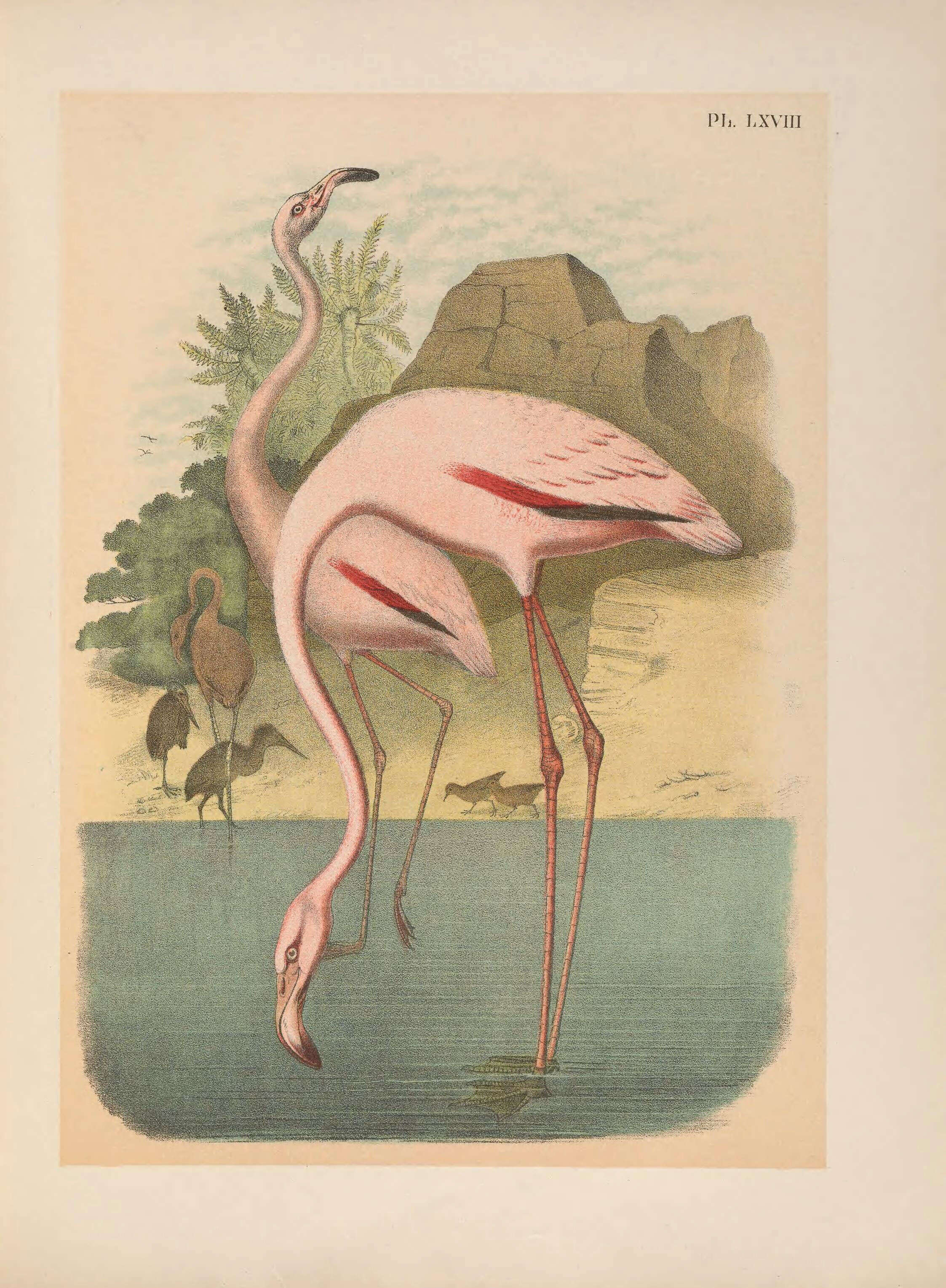 Image of American Flamingo