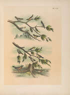 Image of Bachman's Warbler