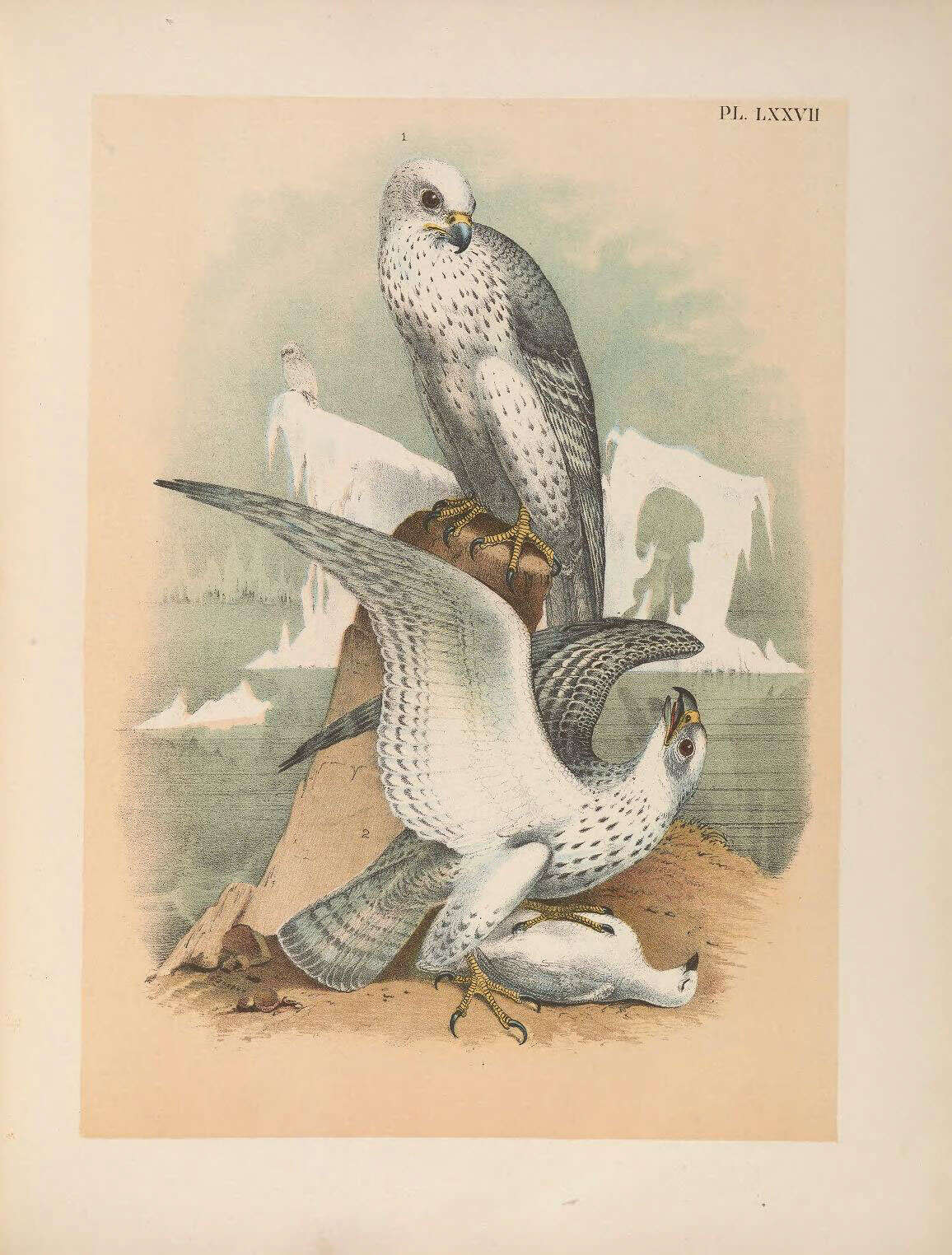 Image of Gyr Falcon