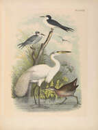 Image of Great Egret