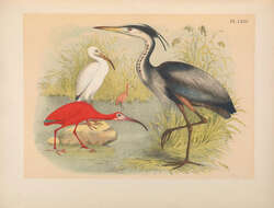 Image of Great Blue Heron