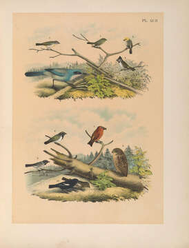 Image of Psaltriparus Bonaparte 1850