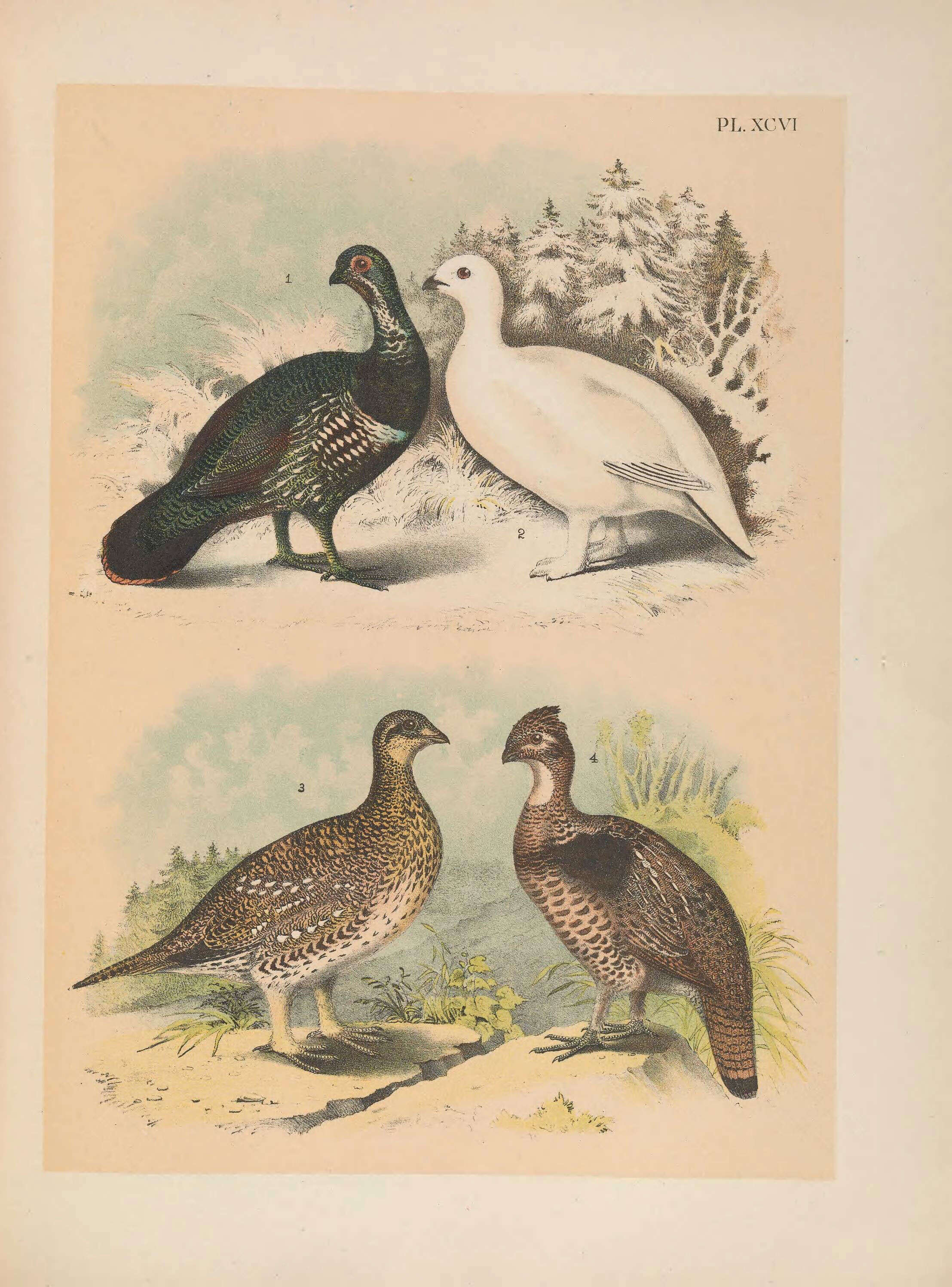 Image of Falcipennis Elliot & DG 1864