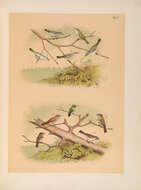 Vireo bellii Audubon 1844 resmi