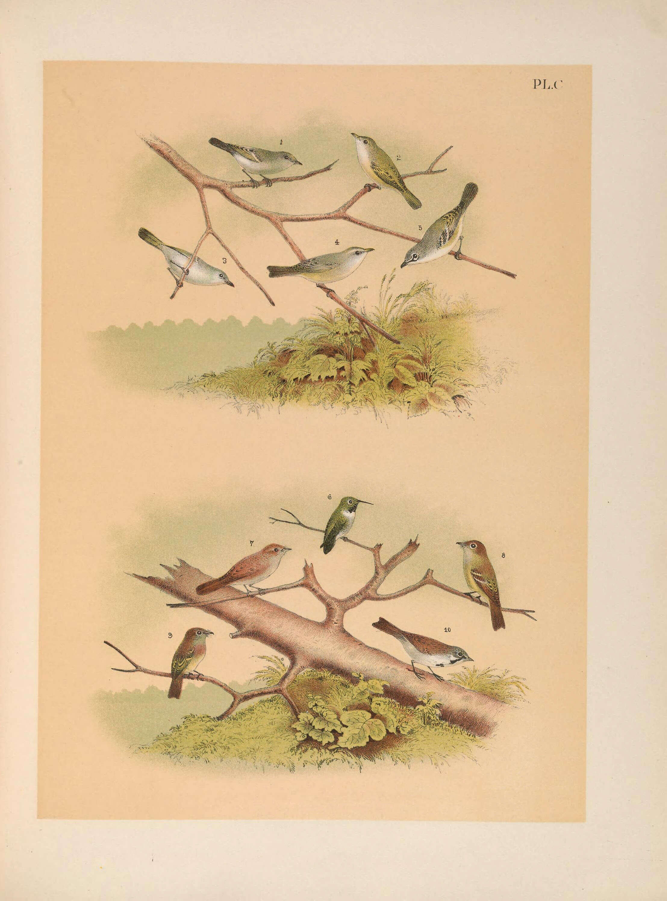 Слика од Vireo bellii Audubon 1844