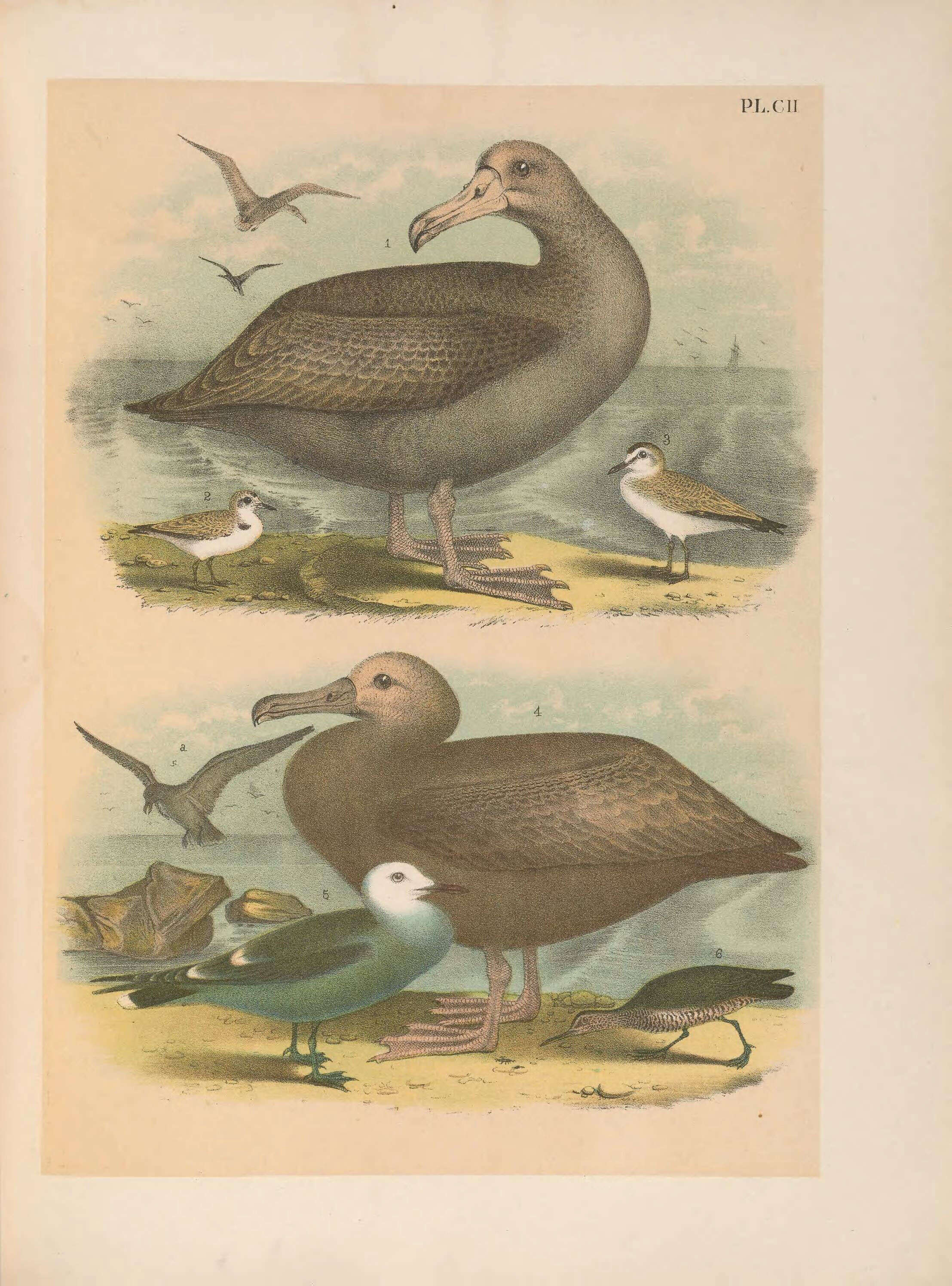 Image of Short-tailed Albatross