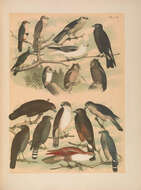 Слика од Falco femoralis Temminck 1822