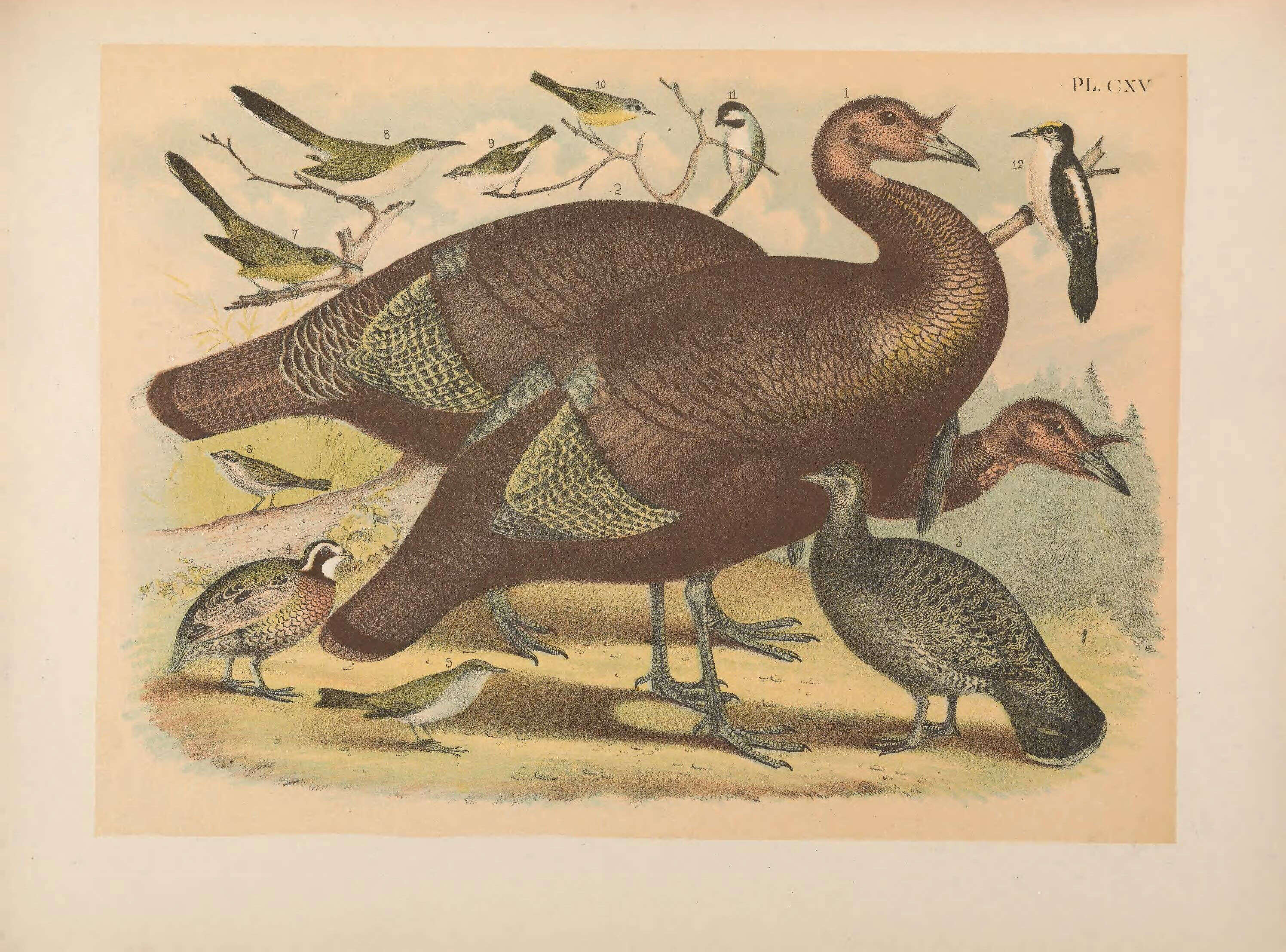 Imagem de Meleagris gallopavo Linnaeus 1758