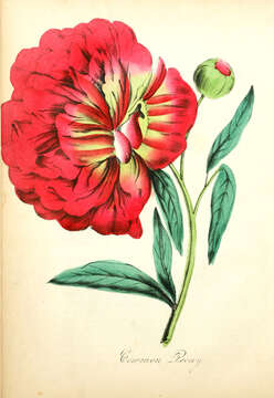 Image of Common Peony