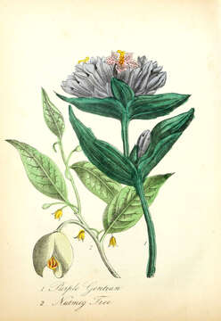 Image of Gentiana purpurea L.