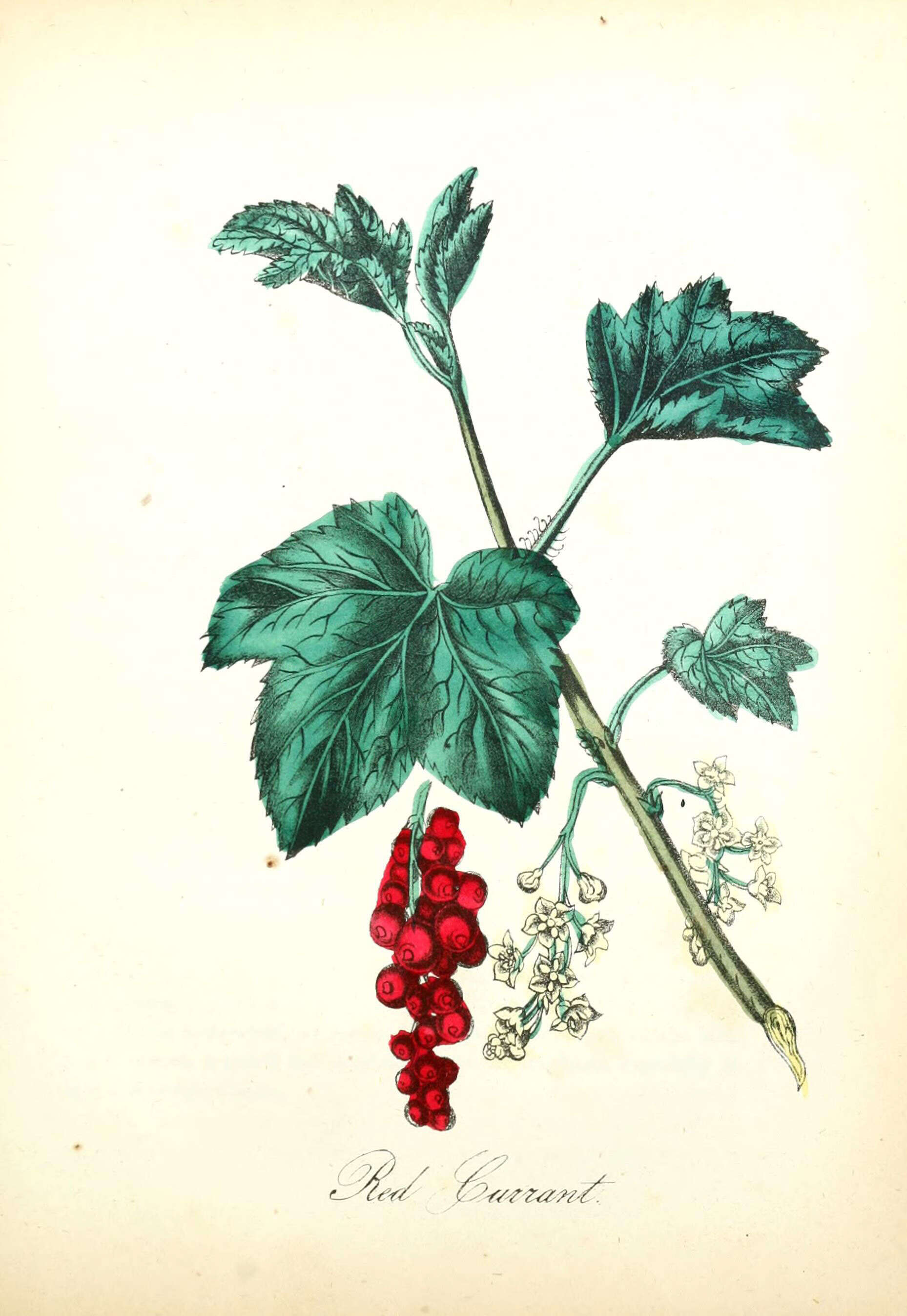 Grossulariaceae resmi
