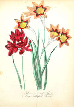 Image of wandflower