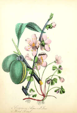 Imagem de Prunus dulcis (Mill.) D. A. Webb